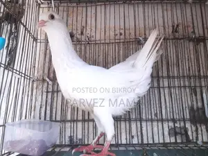 Show King Running Female