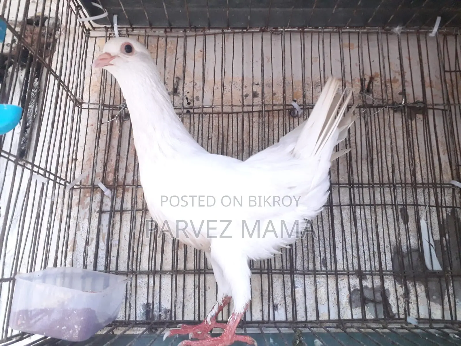 Show King Running Female