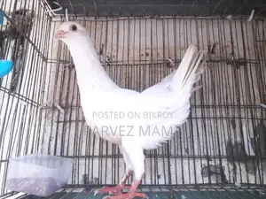 Show King Running Female