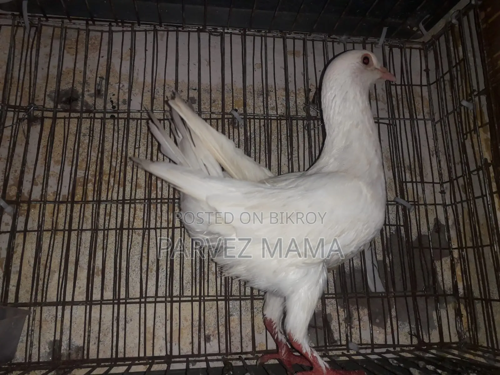 Show King Running Female