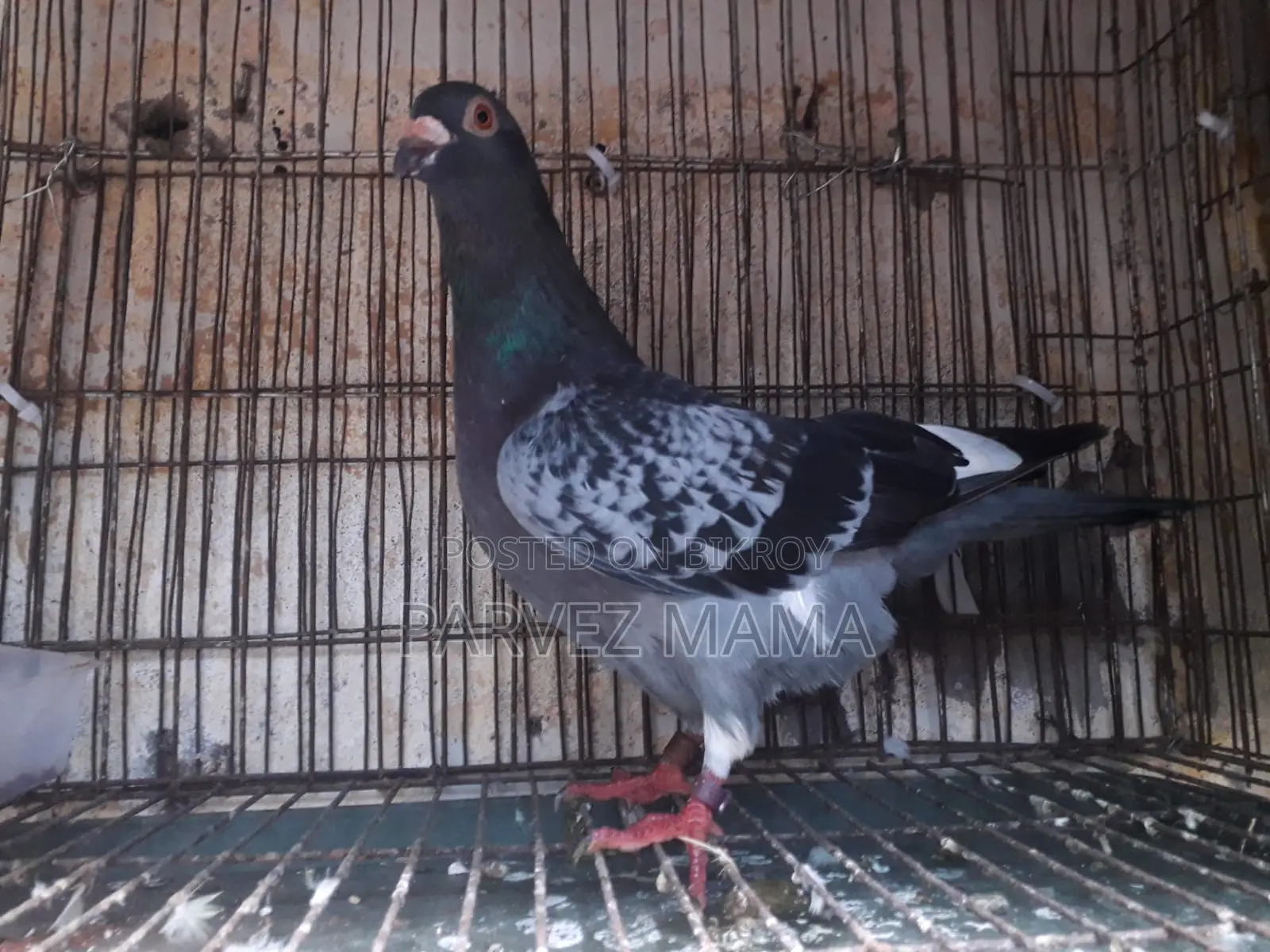 Pied Black Shaker Racer Male