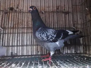 Pied Black Shaker Racer Male