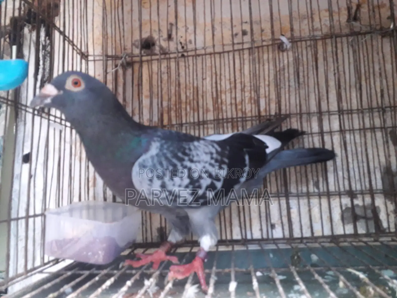 Pied Black Shaker Racer Male