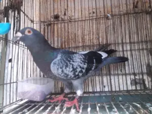Pied Black Shaker Racer Male
