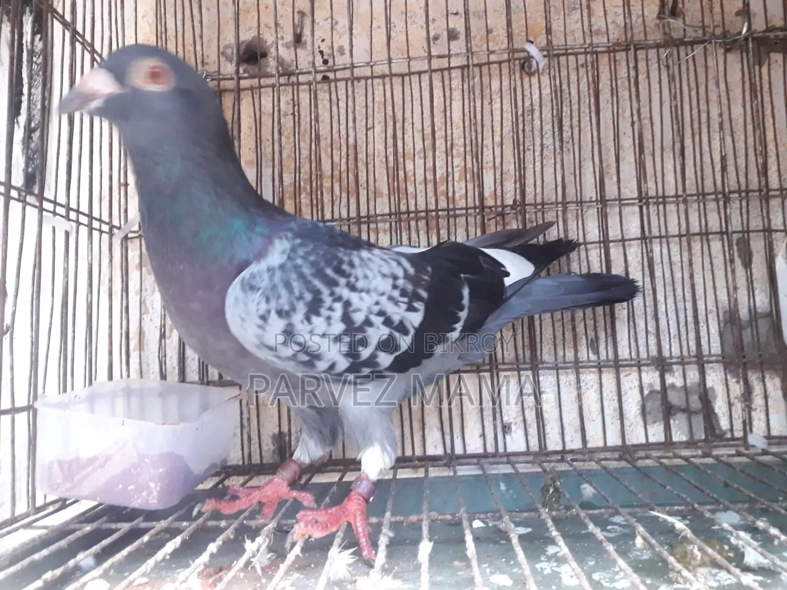 Pied Black Shaker Racer Male