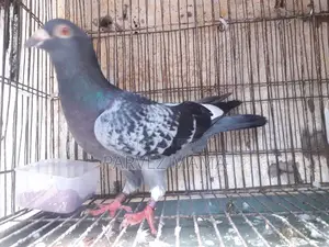 Pied Black Shaker Racer Male