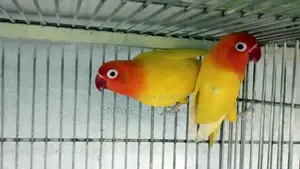 Master Pair
