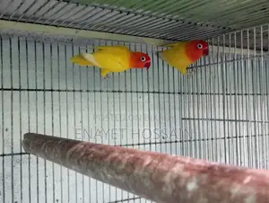 Master Pair