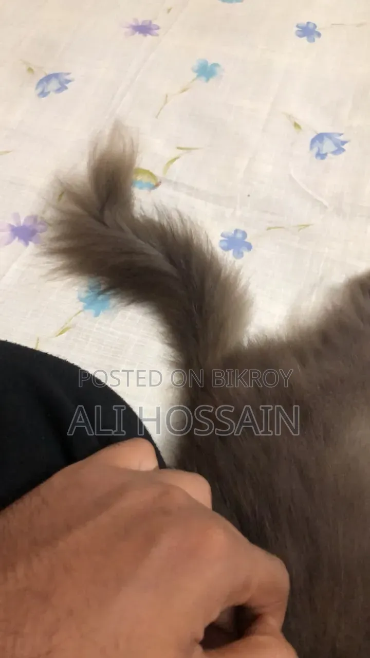 ৬-১২ মাসের নারী খাঁটি পার্সিয়ান বিড়াল