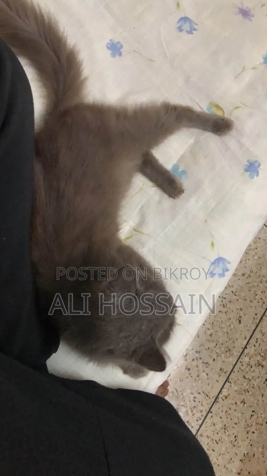 ৬-১২ মাসের নারী খাঁটি পার্সিয়ান বিড়াল