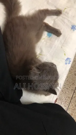 ৬-১২ মাসের নারী খাঁটি পার্সিয়ান বিড়াল