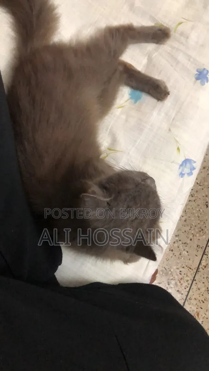 ৬-১২ মাসের নারী খাঁটি পার্সিয়ান বিড়াল
