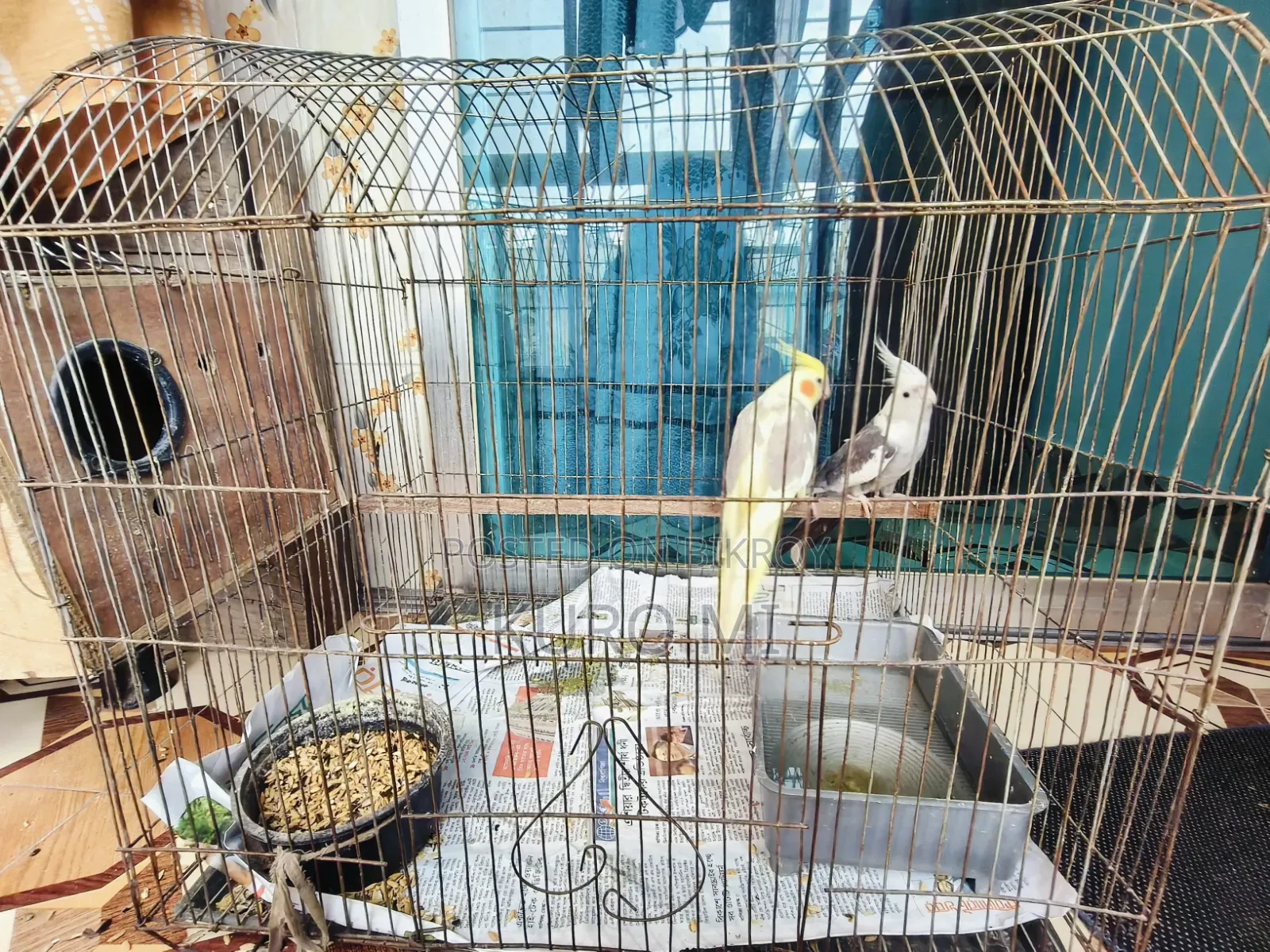 Cockatiel (Albino + Cinnamon)