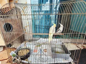 Cockatiel (Albino + Cinnamon)
