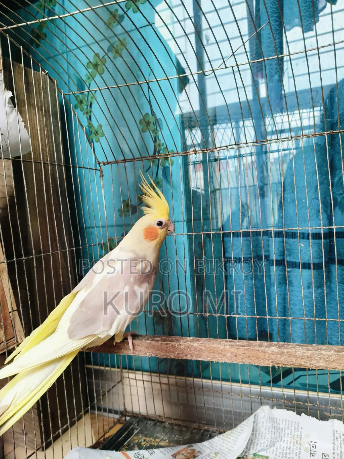 Cockatiel (Albino + Cinnamon)