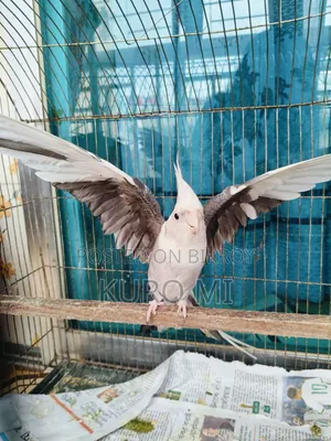 Cockatiel (Albino + Cinnamon)