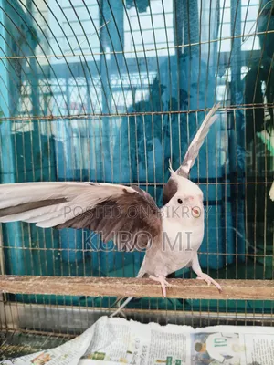 Cockatiel (Albino + Cinnamon)