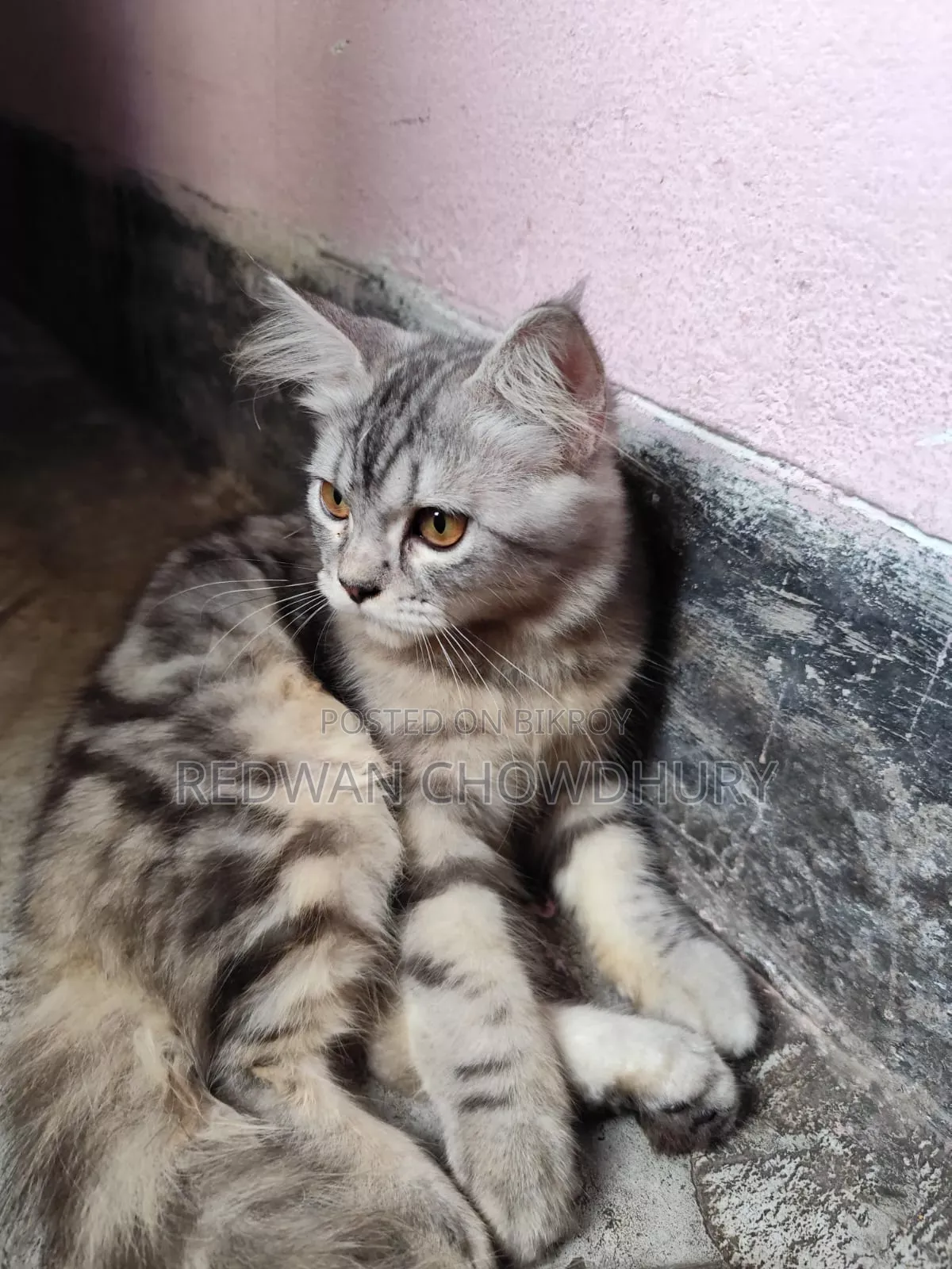 ৩-৬ মাসের পুরুষ খাঁটি পার্সিয়ান