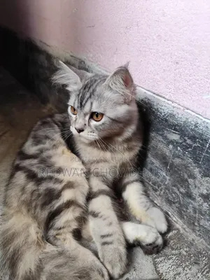 ৩-৬ মাসের পুরুষ খাঁটি পার্সিয়ান