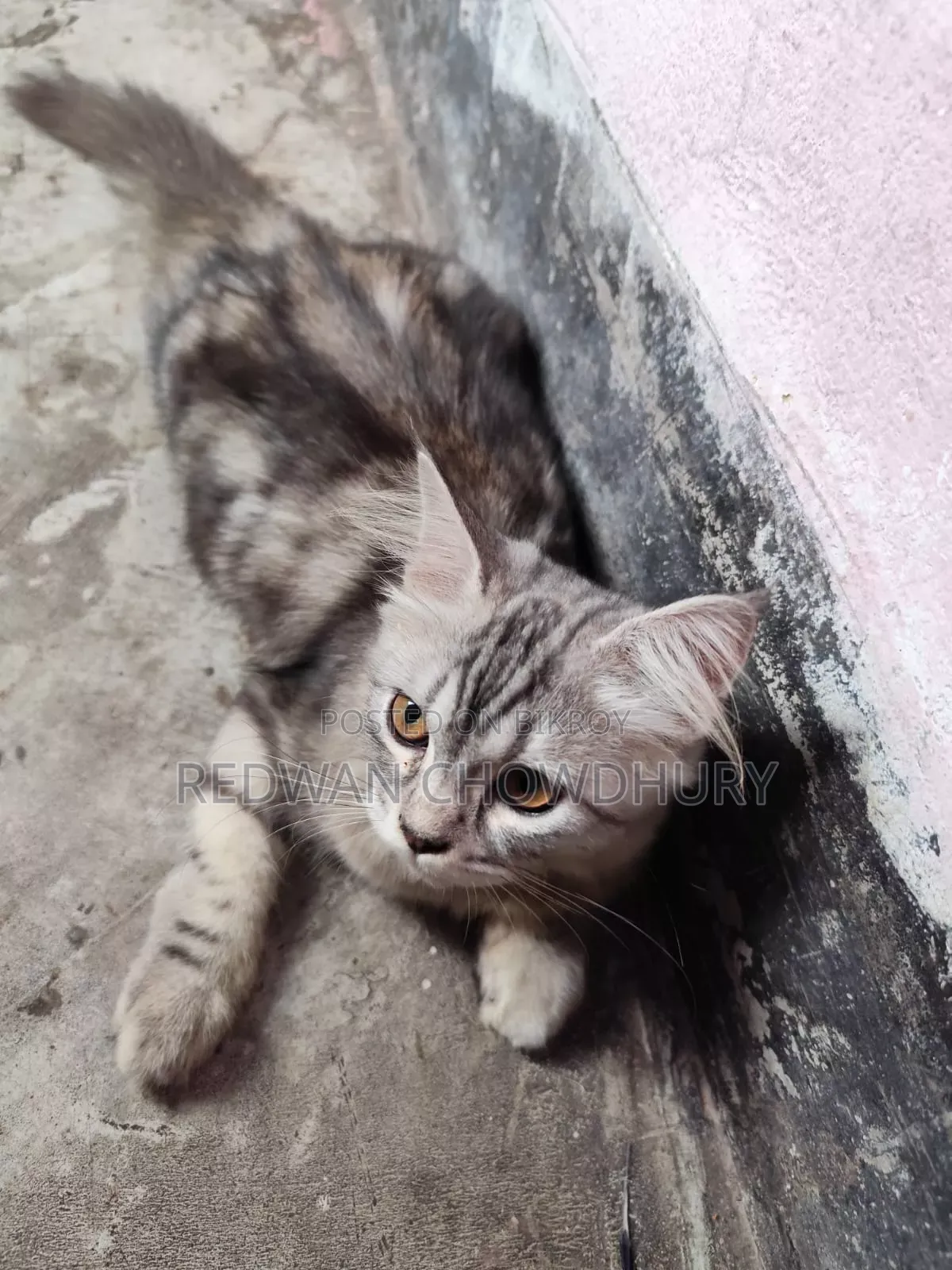 ৩-৬ মাসের পুরুষ খাঁটি পার্সিয়ান