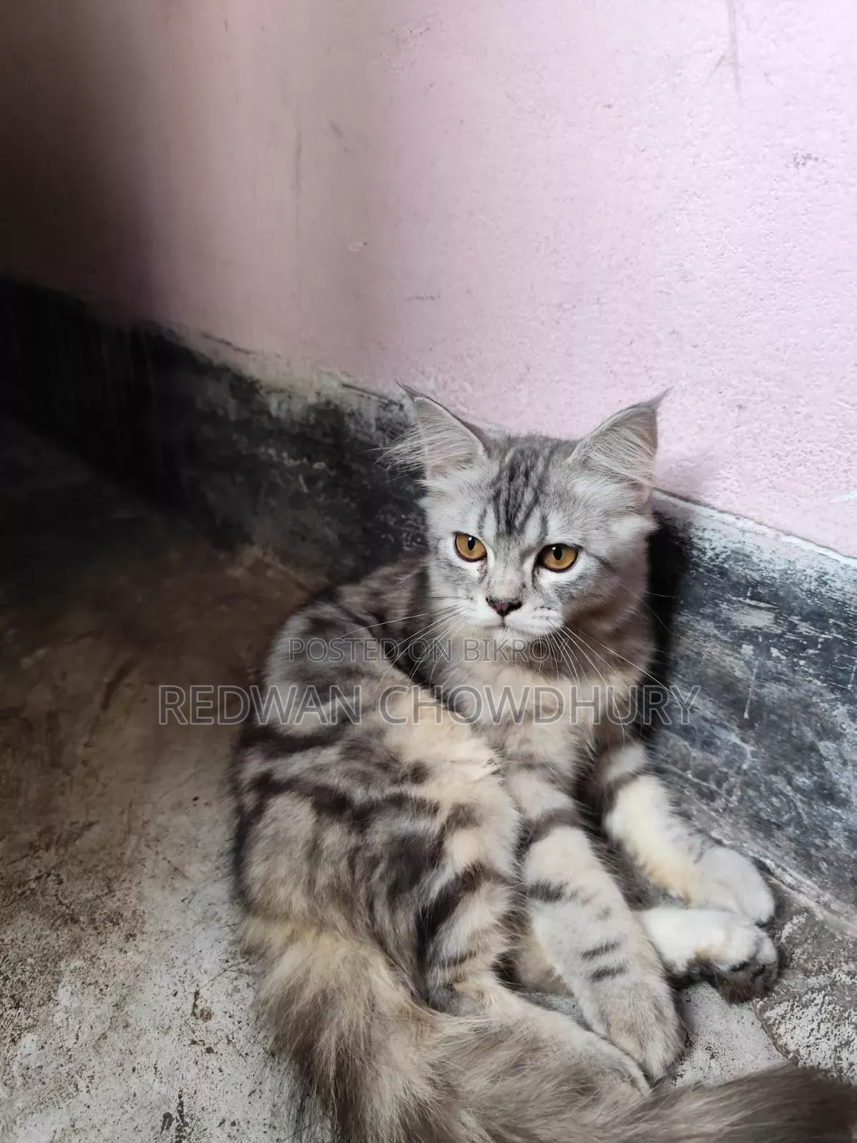 ৩-৬ মাসের পুরুষ খাঁটি পার্সিয়ান