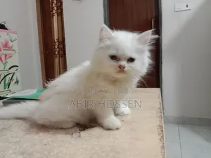 ১-৩ মাসের মহিলা খাঁটি পার্সিয়ান