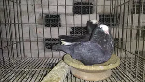 Running Mukkhi Pigeon