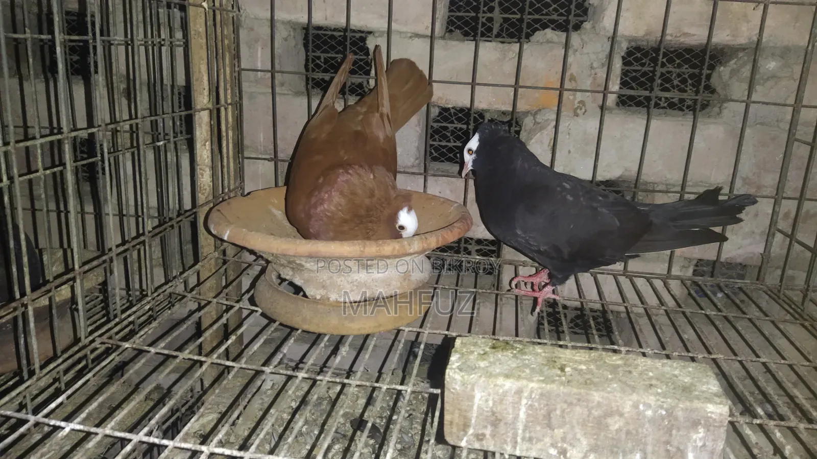 Running Mukkhi Pigeon