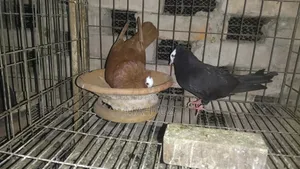 Running Mukkhi Pigeon