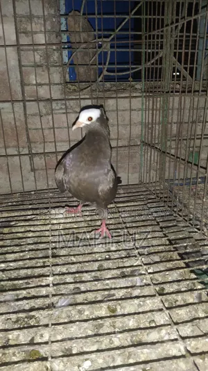 Running Mukkhi Pigeon