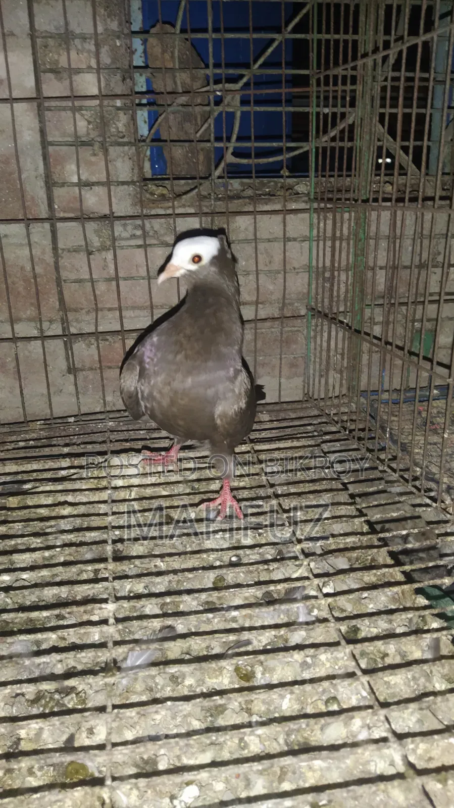 Running Mukkhi Pigeon