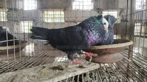 Running Mukkhi Pigeon