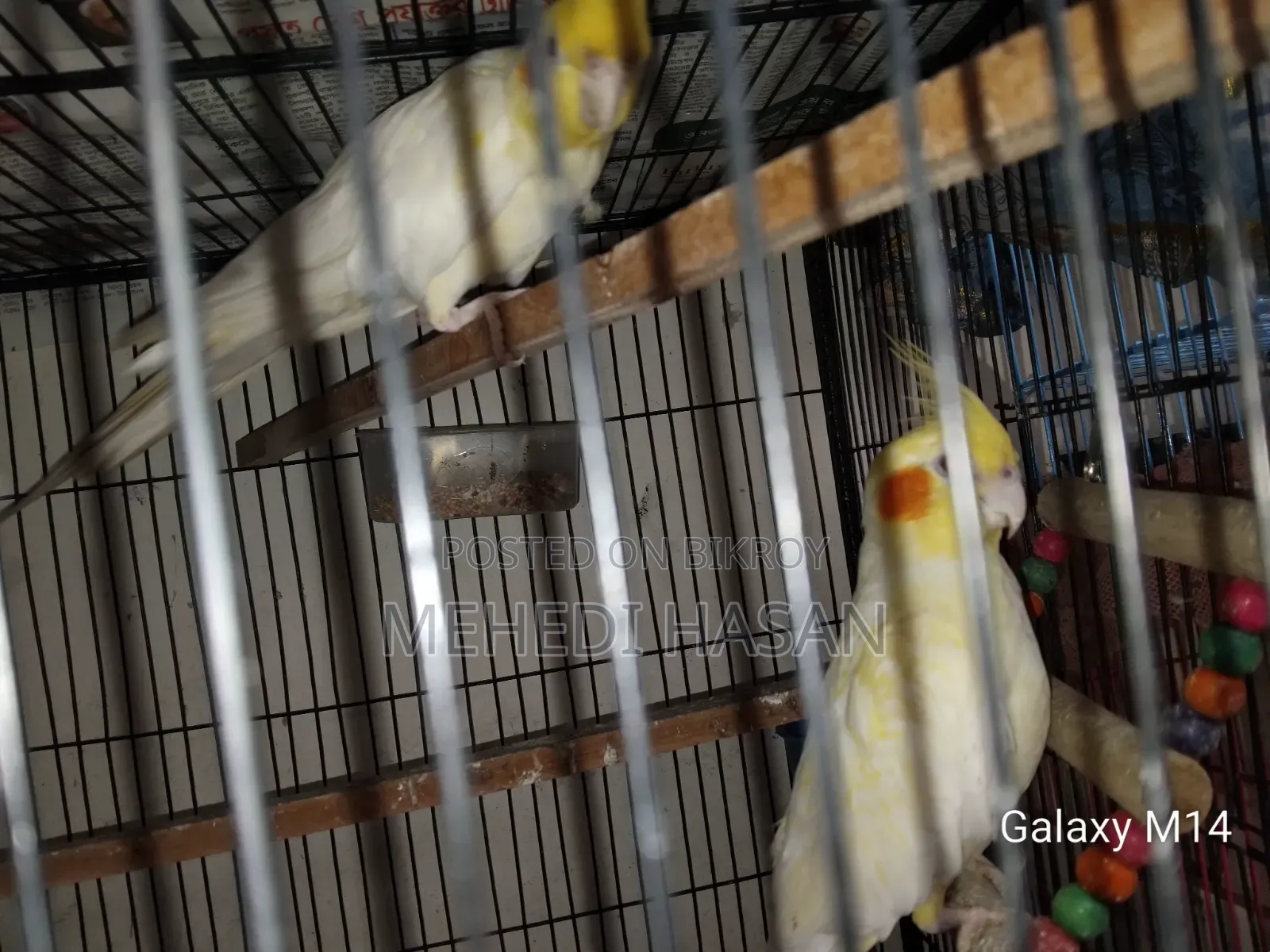 Master Cockatiel Pair
