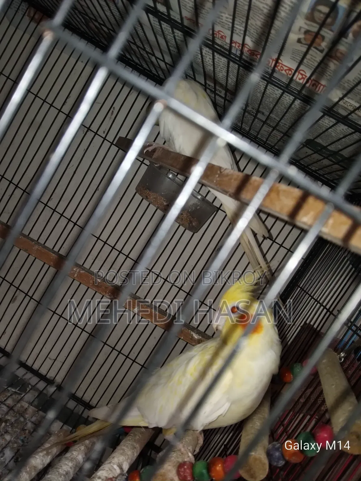 Master Cockatiel Pair