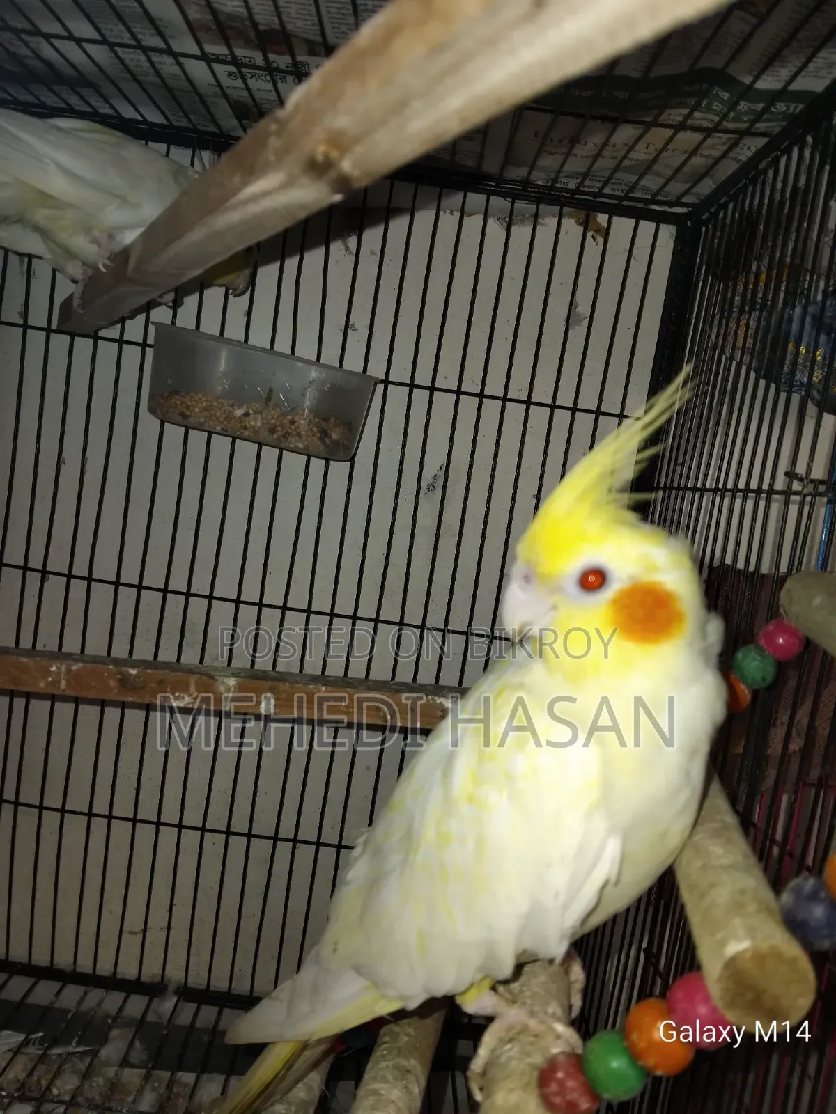 Master Cockatiel Pair