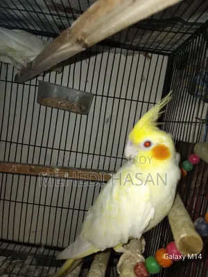 Master Cockatiel Pair