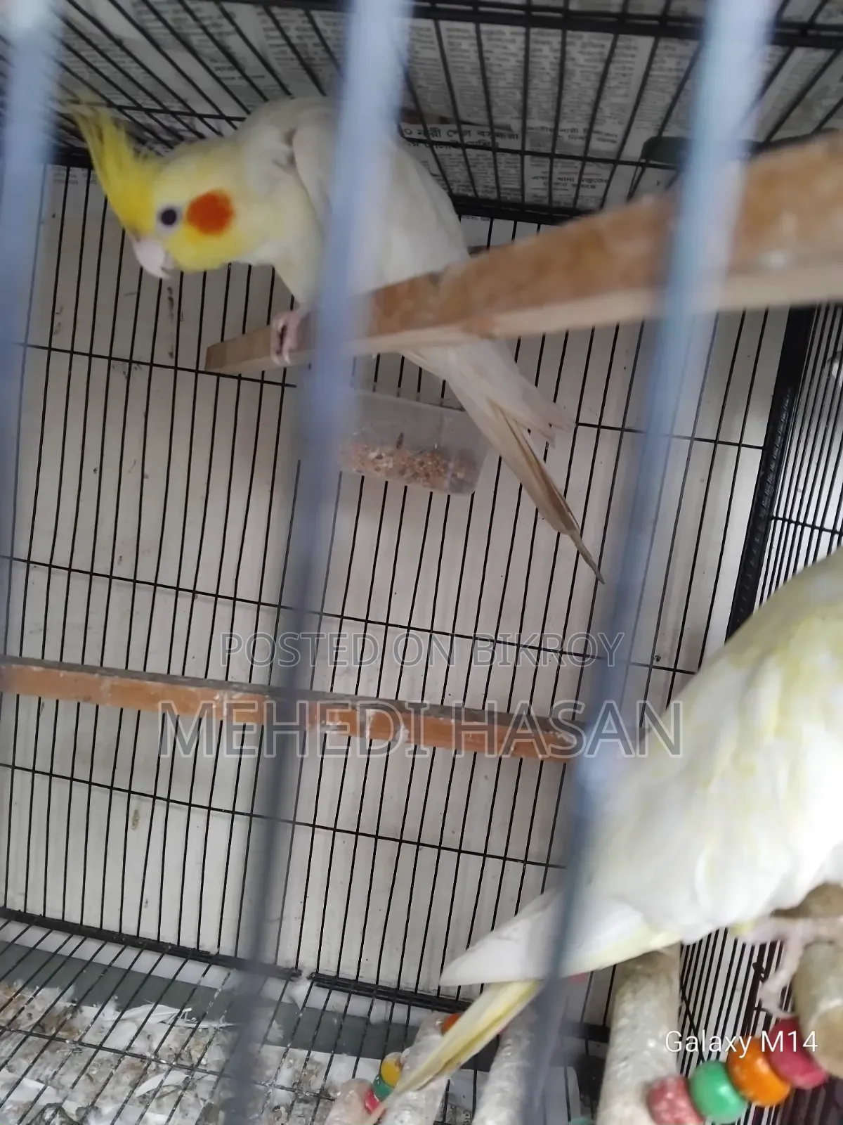 Master Cockatiel Pair