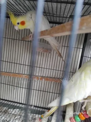 Master Cockatiel Pair