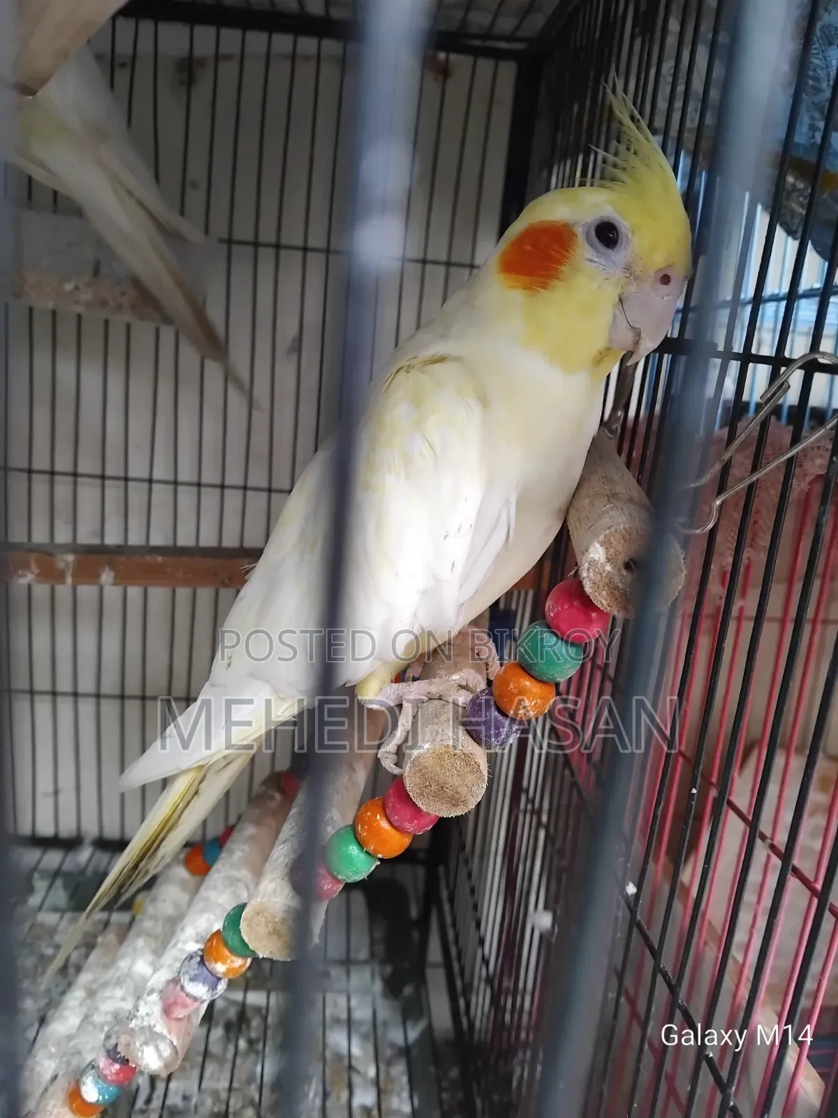Master Cockatiel Pair