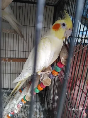 Master Cockatiel Pair