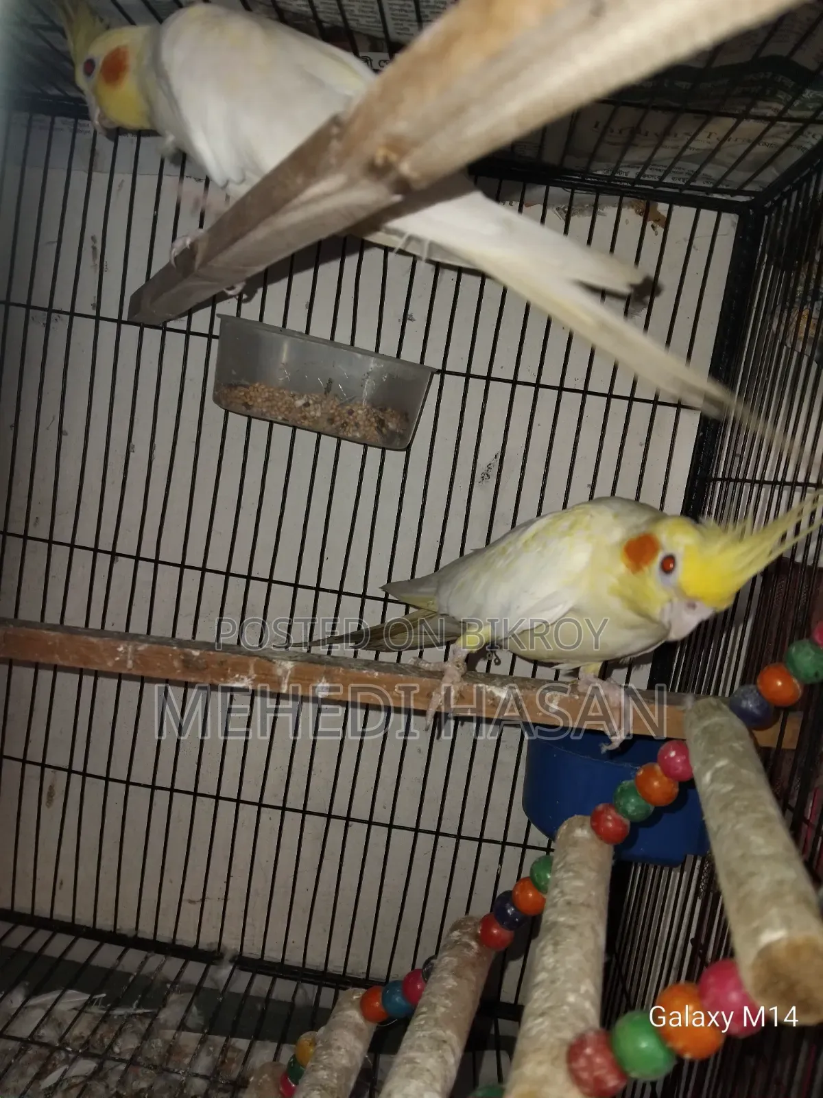 Master Cockatiel Pair