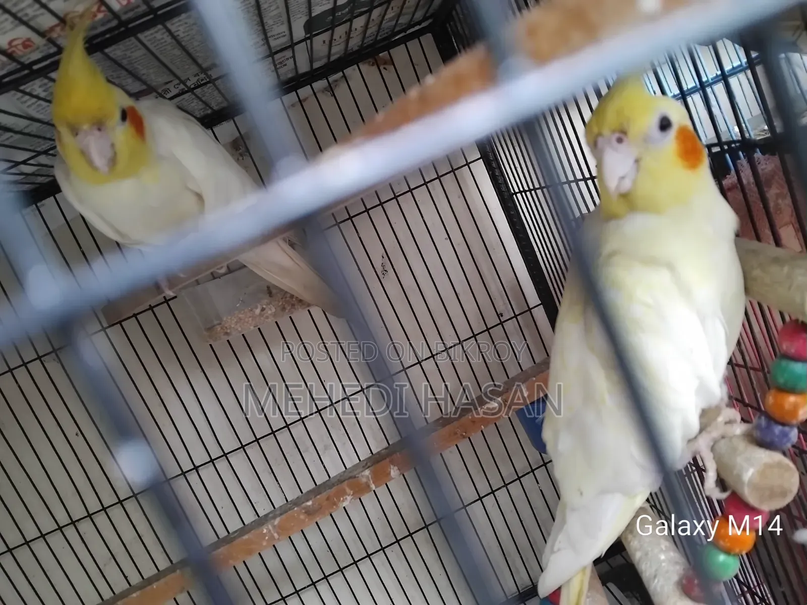 Master Cockatiel Pair