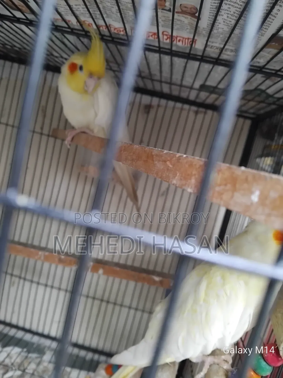 Master Cockatiel Pair