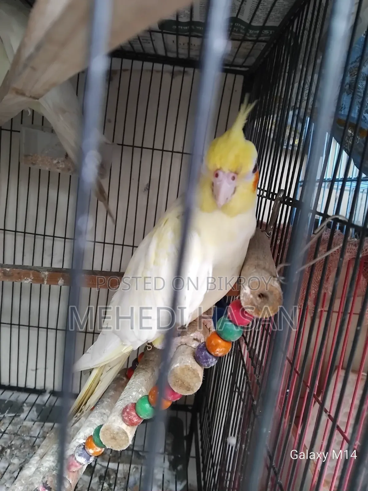 Master Cockatiel Pair