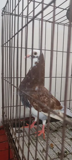 গোল্লা এবং মিলি জোরা
