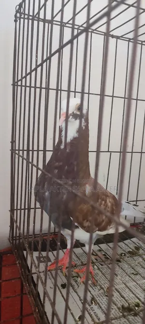 গোল্লা এবং মিলি জোরা
