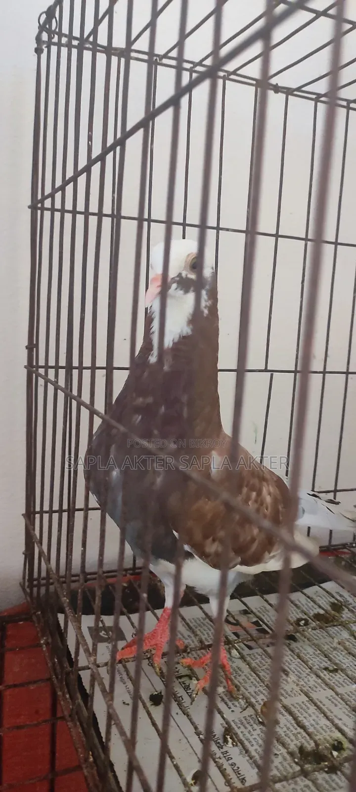 গোল্লা এবং মিলি জোরা