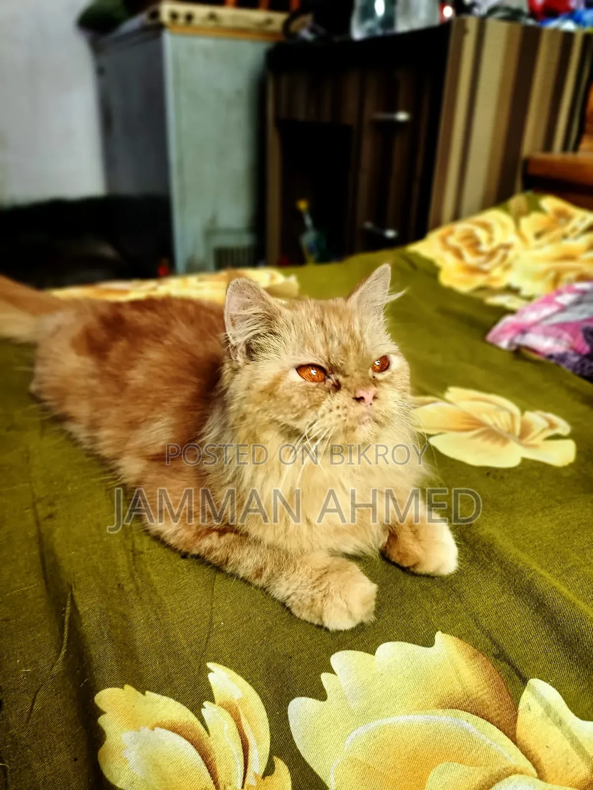 ১+ বছর বয়সী ফিমেল পিওরব্রেড পার্সিয়ান