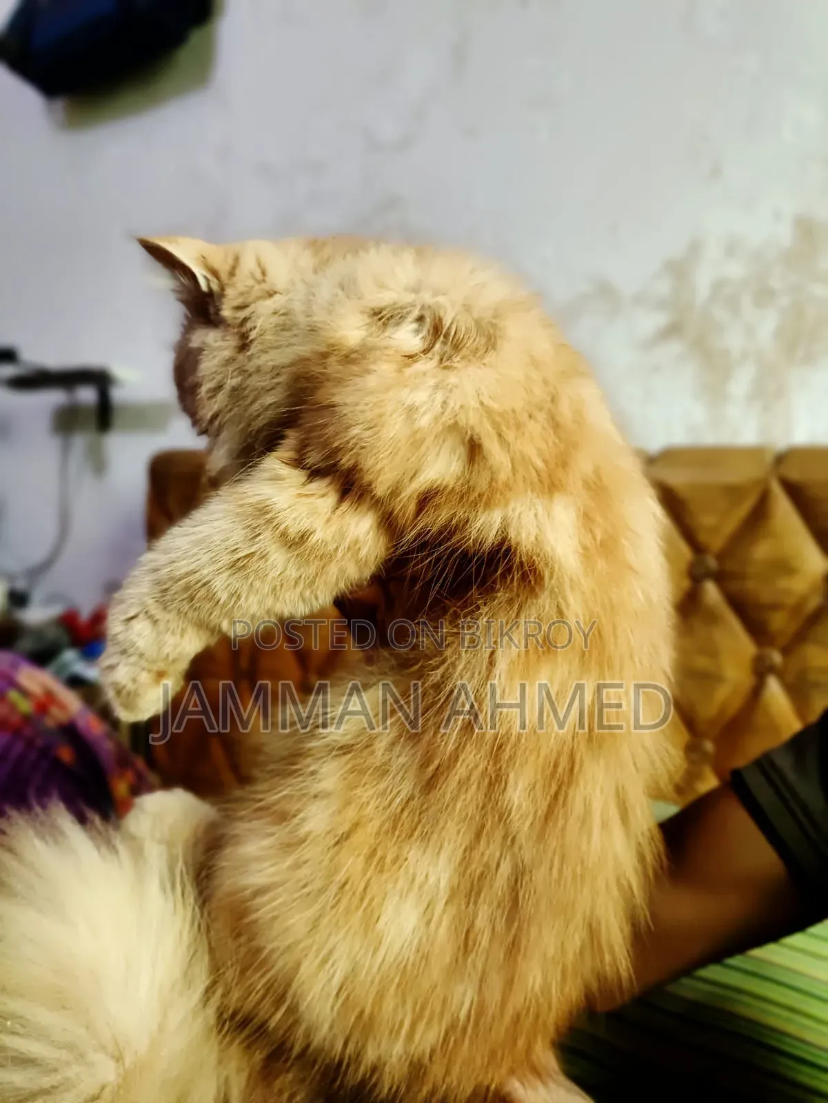 ১+ বছর বয়সী ফিমেল পিওরব্রেড পার্সিয়ান