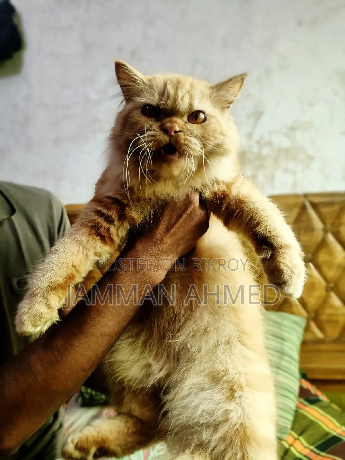 ১+ বছর বয়সী ফিমেল পিওরব্রেড পার্সিয়ান